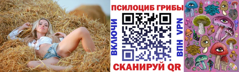 блэк спрут как зайти  Плёс  Галлюциногенные грибы Psilocybine cubensis 